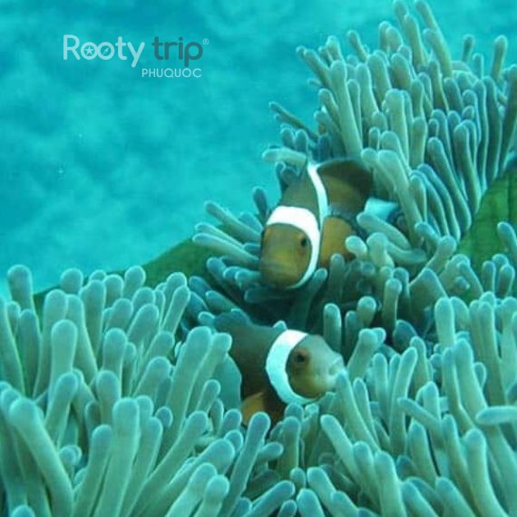 Half-day snorkeling