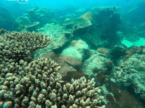 Phu Quoc snorkeling tour half-day itinerary