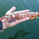 night squid fishing phu quoc