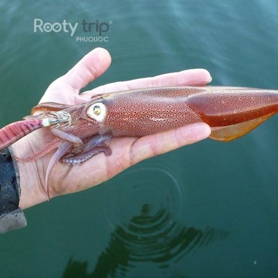 night squid fishing phu quoc