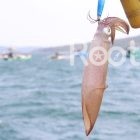 night squid fishing phu quoc