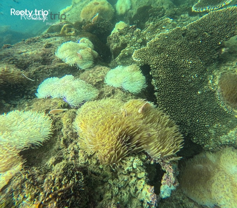 snorkeling vs scuba diving for beginners
