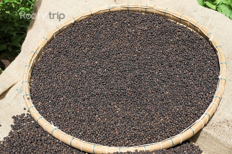 Phu Quoc pepper