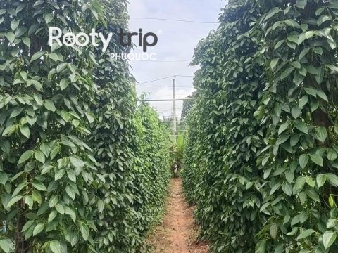 phu quoc pepper