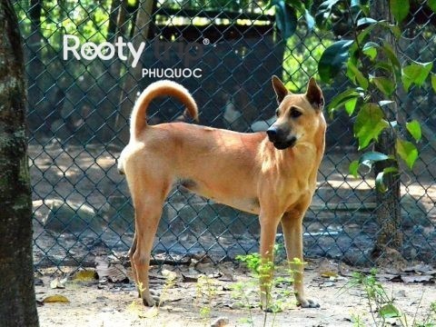 phu quoc ridgeback dog