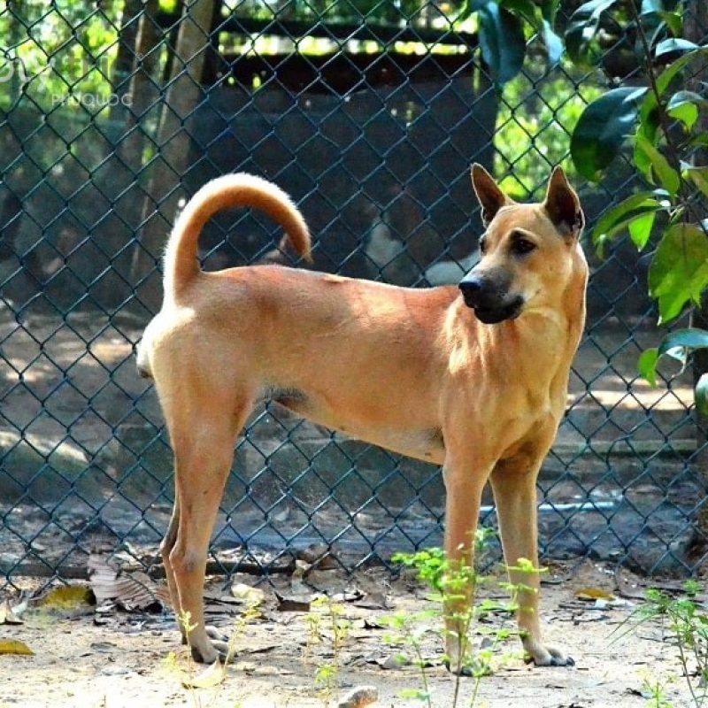 phu-quoc-ridgeback-dog-800x800.jpg
