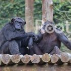 safari-phu-quoc-phu-quoc-what-is-it-famous