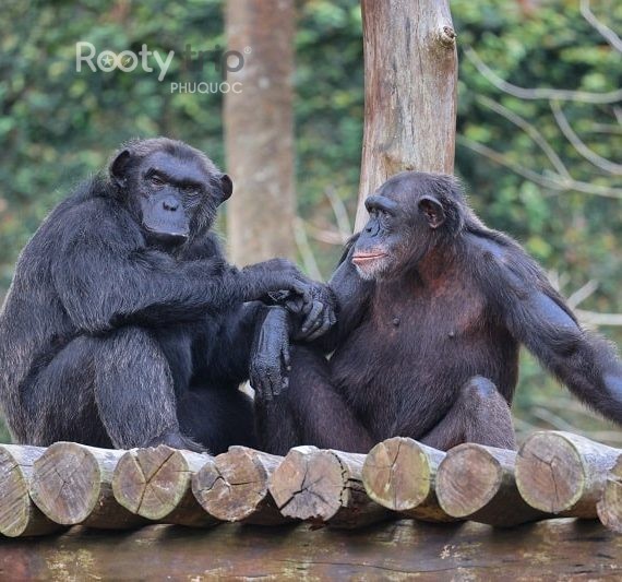 safari-phu-quoc-phu-quoc-what-is-it-famous phu quoc attractions list