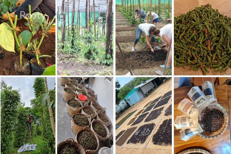 what is Phu Quoc pepper