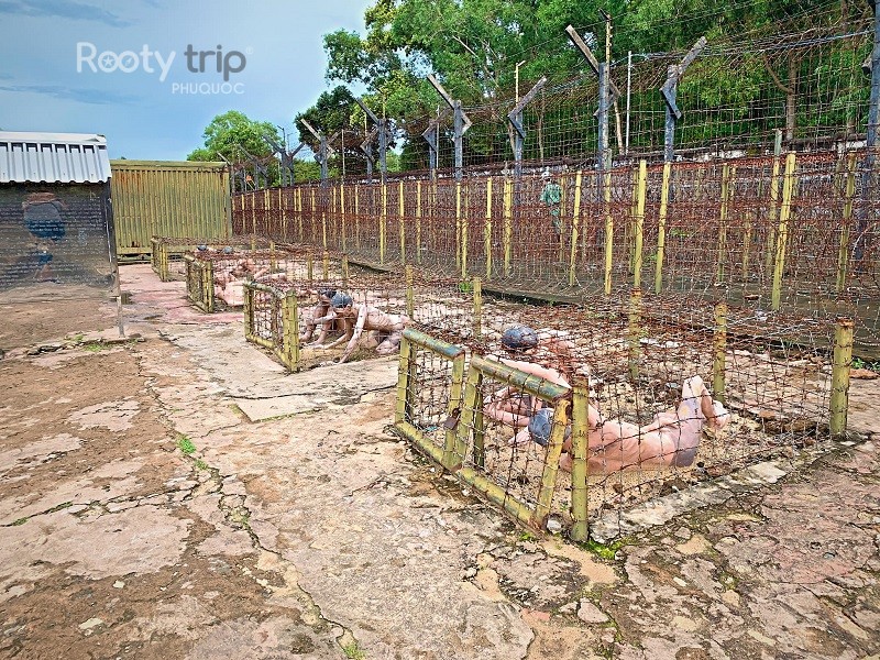 phu quoc prison