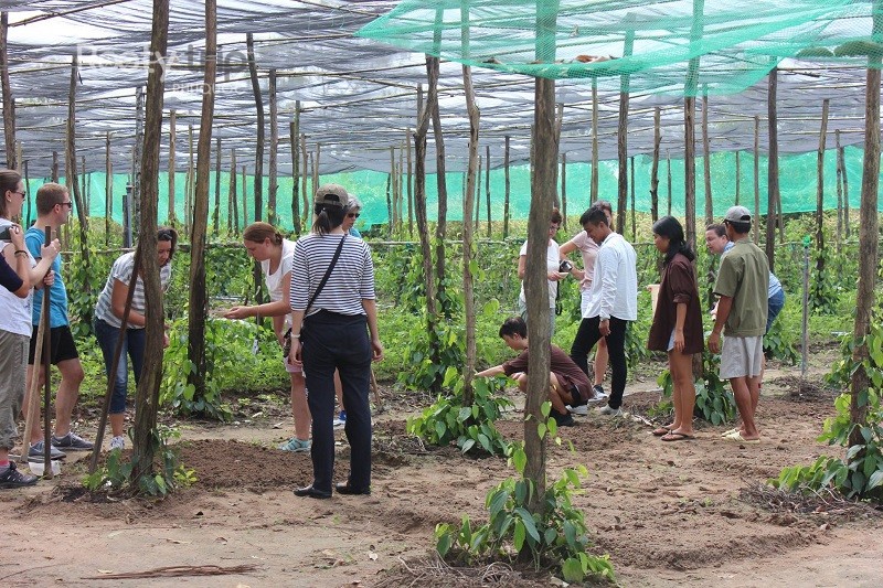 Phu Quoc pepper