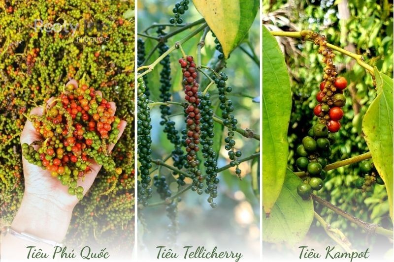 Phu Quoc pepper