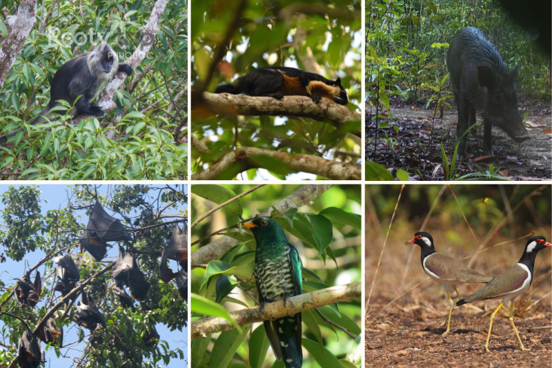 phu quoc national park