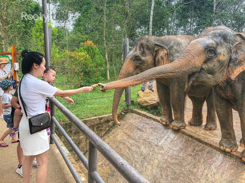 Vinpearl Safari Phu Quoc reviews