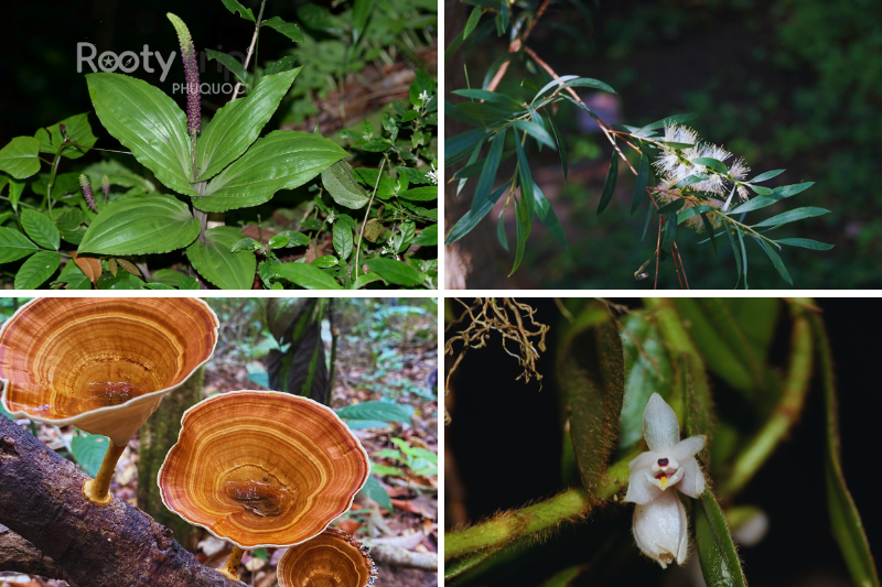 Lush Flora