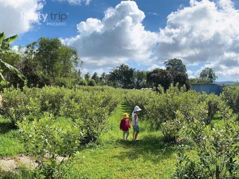 sim wine phu quoc