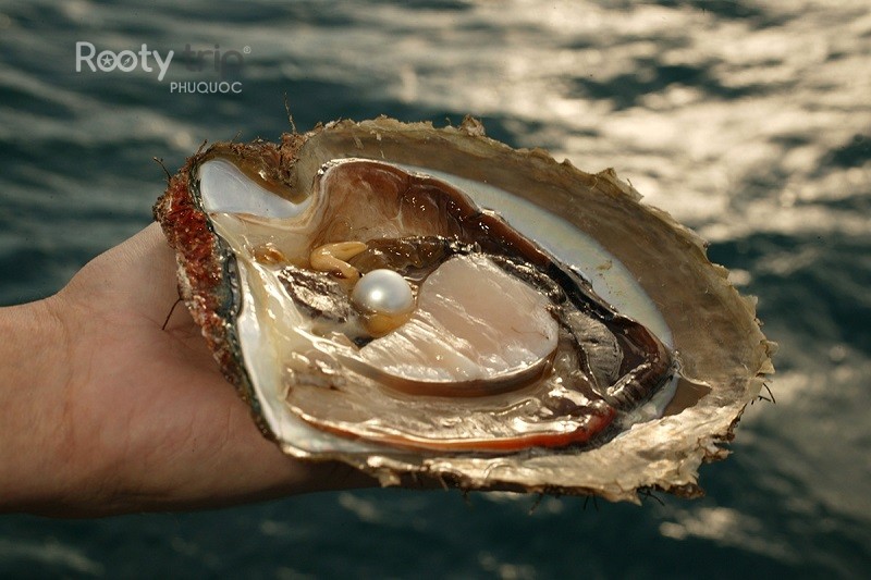 phu quoc pearl farms
