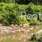 safari Phu Quoc