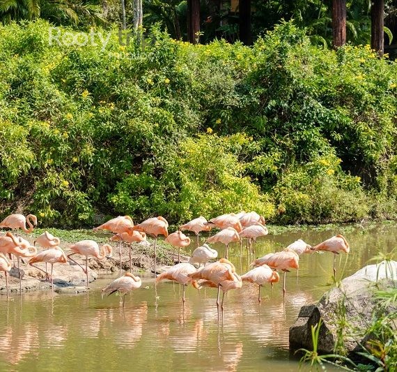 safari Phu Quoc