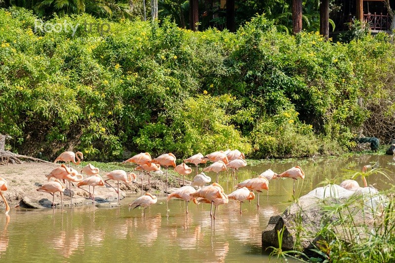 safari Phu Quoc