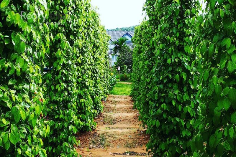 phu quoc pepper garden – green vibes, rustic charm