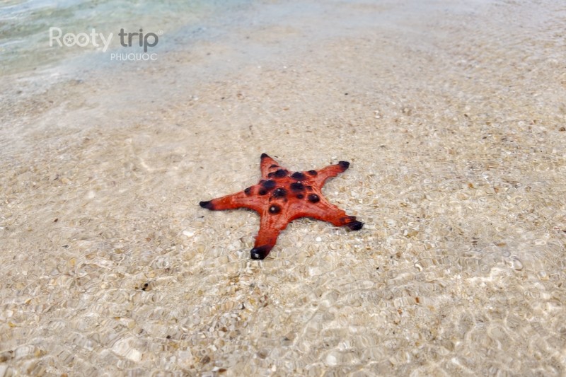 Things to know before visiting Starfish Beach