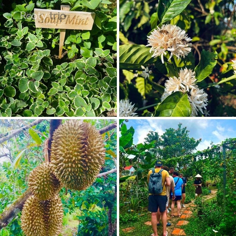 Phu Quoc bee farm ticket price