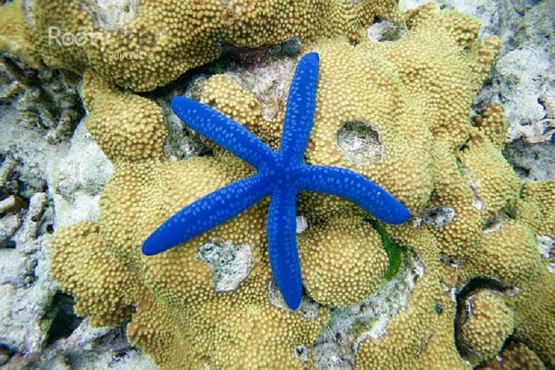 Blue Starfish