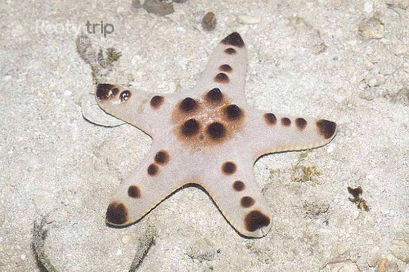 Brown Starfish