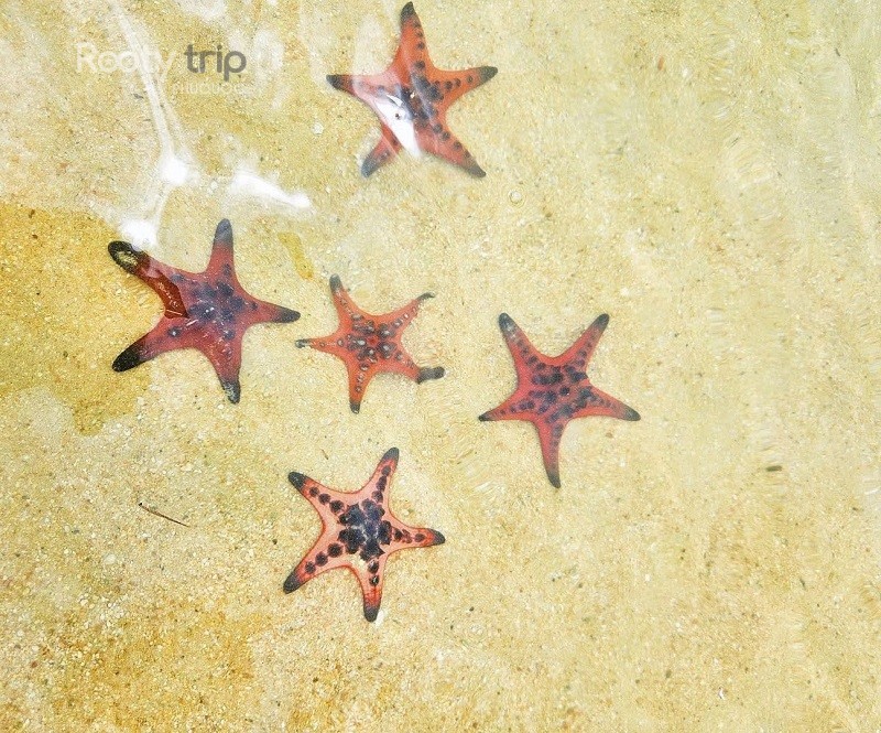 can you eat starfish