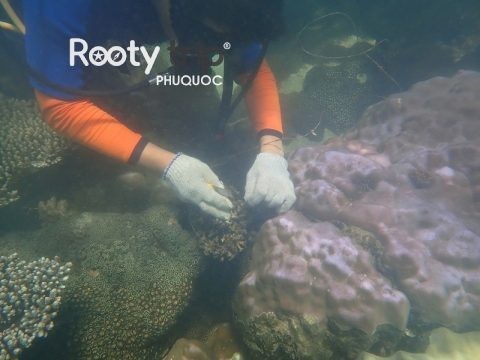 coral reef cleanup