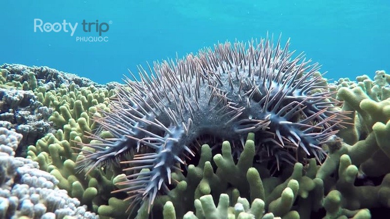 Crown-of-Thorns Starfish