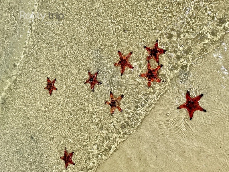 phu quoc starfish
