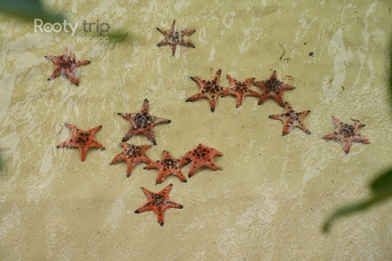 which phylum do starfish belong to