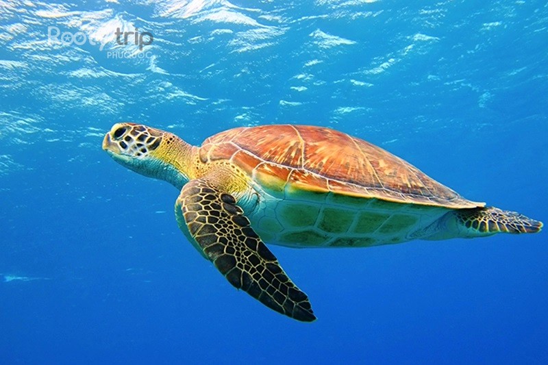 endangered sea turtles