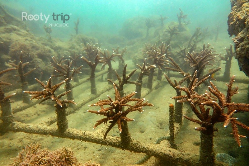 Coral Transplantation