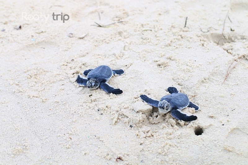 sea turtle conservation