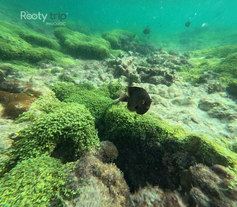 even a single touch or step can damage or kill coral structures.