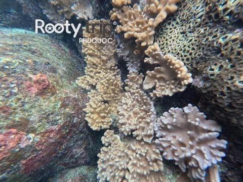 Phu Quoc Coral Reef Care