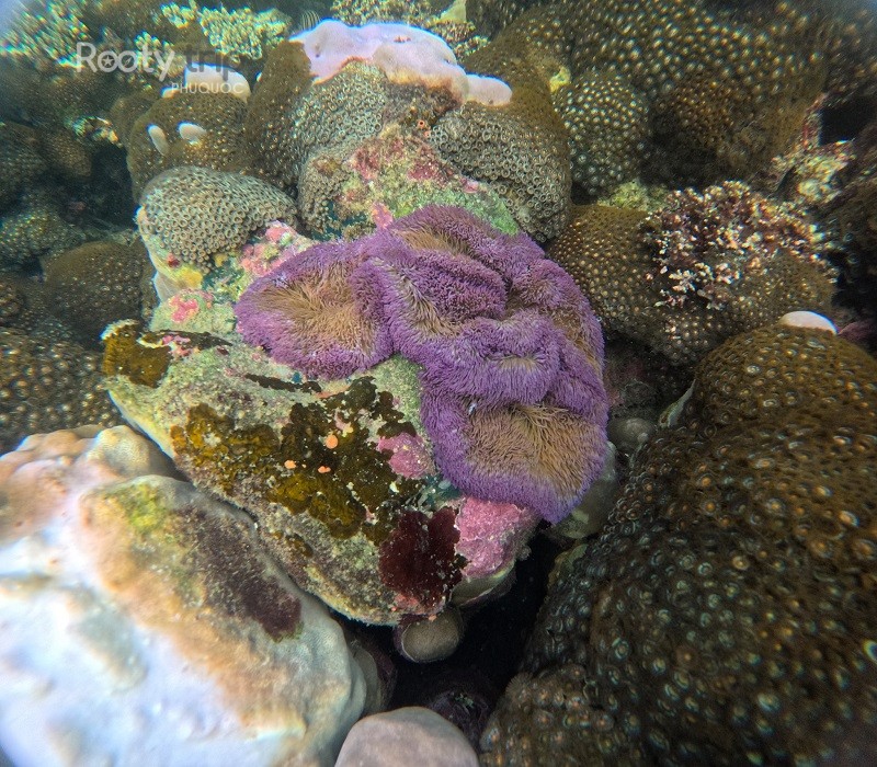 Reminding guests to use reef-safe sunscreen