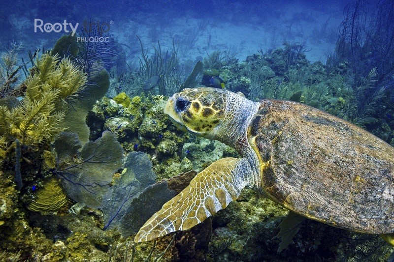 sea turtle conservation