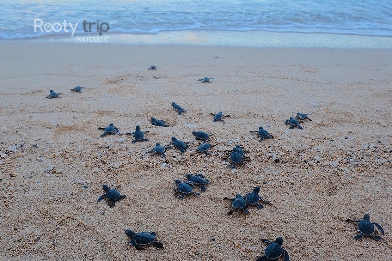 sea turtles in Phu Quoc
